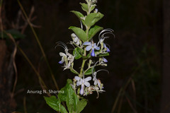Clerodendrum serratum var. serratum